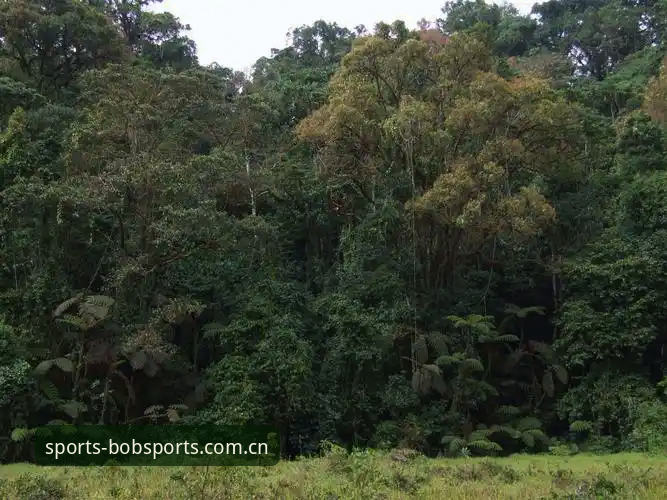 半岛体育官网下载全流程深度分析：BOB体育APP安装与使用全面解析